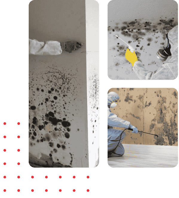 Mold Remediation